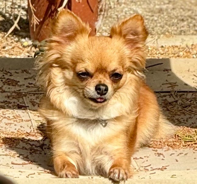 Stellin,ava Of Shiballas Diamonds