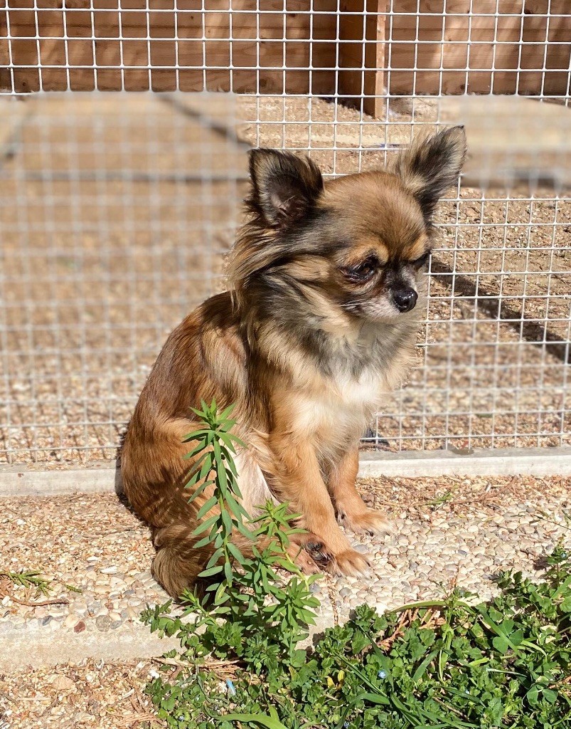 Chiens de l'élevage 