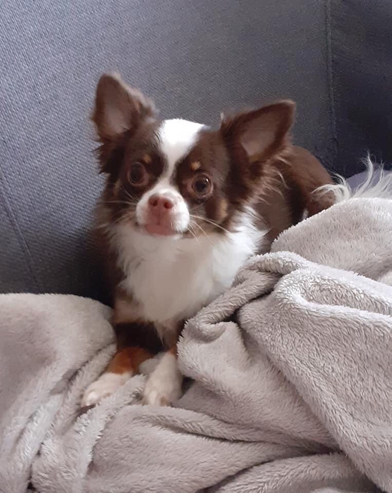Chiens nés chez nous