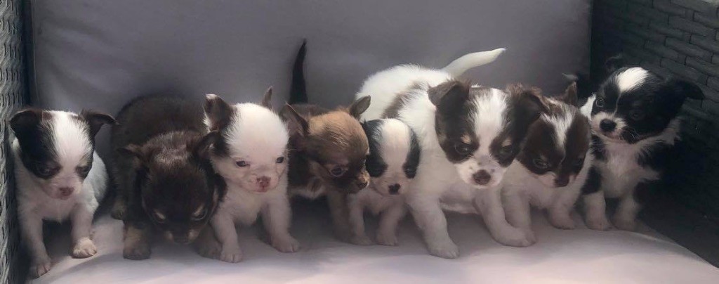 Of Shiballas Diamonds - Chihuahua - Portée née le 22/02/2020
