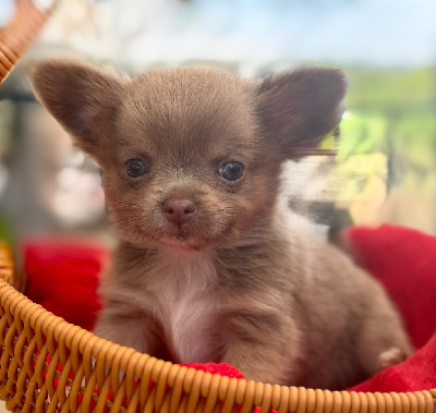 CHIOT 2